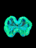 Green Trachyphillia
