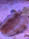 Ultra Derasa Clam