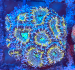 Blue and Yellow Acanthestrea Lordhowensis Frag