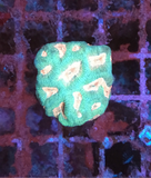 Pink Eye Green Favia Coral Frag