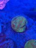Jason Fox Sunset Stylocoeniella Frag