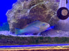 Quoyi Parrotfish