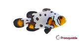 Bullet Hole Ocellaris Clownfish - Aquacultured