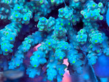 XL Acropora Colonies