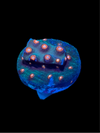 Jingle Bells Cyphastrea