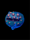 Jingle Bells Cyphastrea