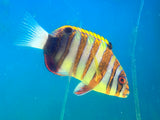Harlequin Tuskfish