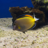 Powder Brown Tang
