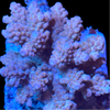 Orange Fiji Acropora