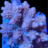 Orange Fiji Acropora