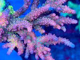 PC Rainbow Acropora