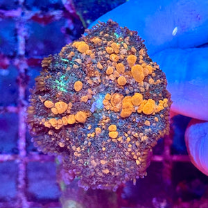 Sunkist Bounce Mushroom Coral
