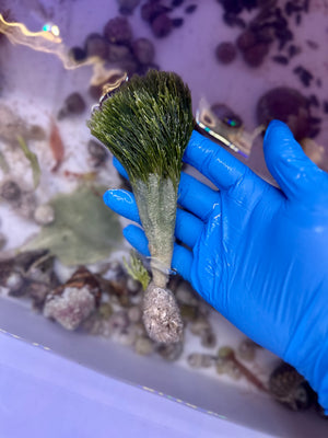 Shaving Brush Calcareous Macroalgae