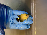 Half Black Mimic Tang