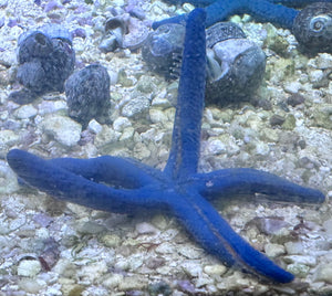 Blue Linckia Starfish