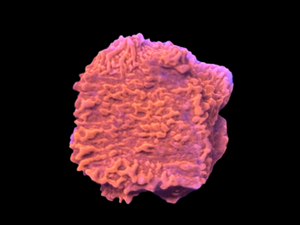 Red Montipora Cap Coral Frag