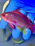 Orange Lyretail Anthias
