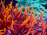 Dragon's Breath Halymenia Macro Algae