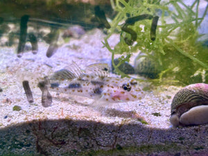 Transparent Cave Goby
