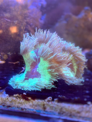 Aussie Elegance Coral