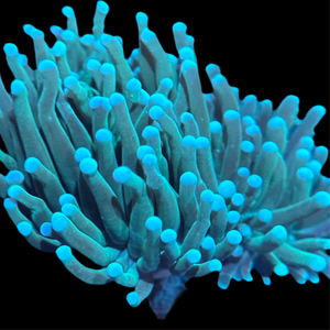 Teal Tip Green Torch Frag
