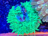 Green Bubble Tip Anemone
