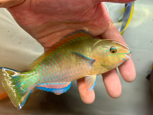 Quoyi Parrotfish