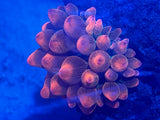 Rainbow Bubble Tip Anemone