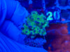 Cadmium Pocillopora