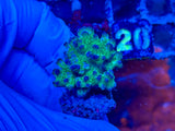 Cadmium Pocillopora