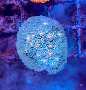 Pink Eye Green Chalice Coral Frag