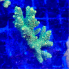 Green Acropora Millepora