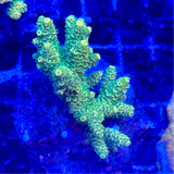 Green Acropora Millepora