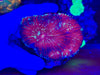 Red Australomussa Coral Colony