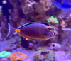Naso Tang