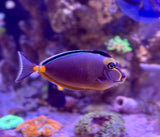 Naso Tang