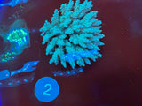XL Acropora Colonies