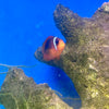 Tomato Clownfish