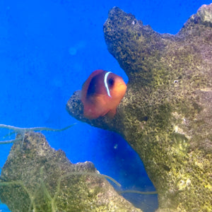 Tomato Clownfish
