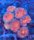 Red Micromussa (Acanthastrea) Lordhowensis Coral
