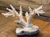Bulk Coral Skeletons (Sold per Pound)