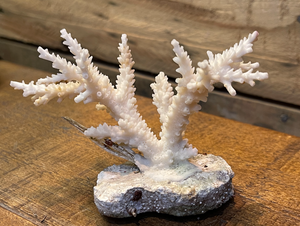 Bulk Coral Skeletons (Sold per Pound)