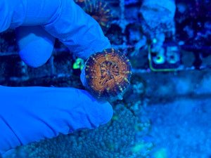 Red Rim Purple Lobophyllia
