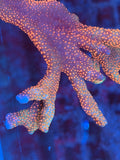 Forest Fire Montipora Digitata