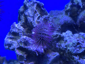 Variegated Urchin