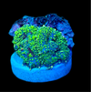 Speckled Green Rhodactis Mushroom