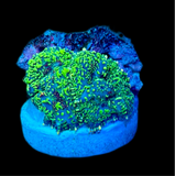 Speckled Green Rhodactis Mushroom