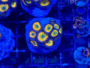 Sunny D Zoanthid Coral