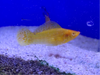 Saltwater Molly
