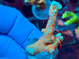 Forest Fire Montipora Digitata